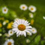 Echoes Of Springtime