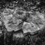 Here Stood My Dreaming Tree