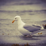 Seagull By The Ocean