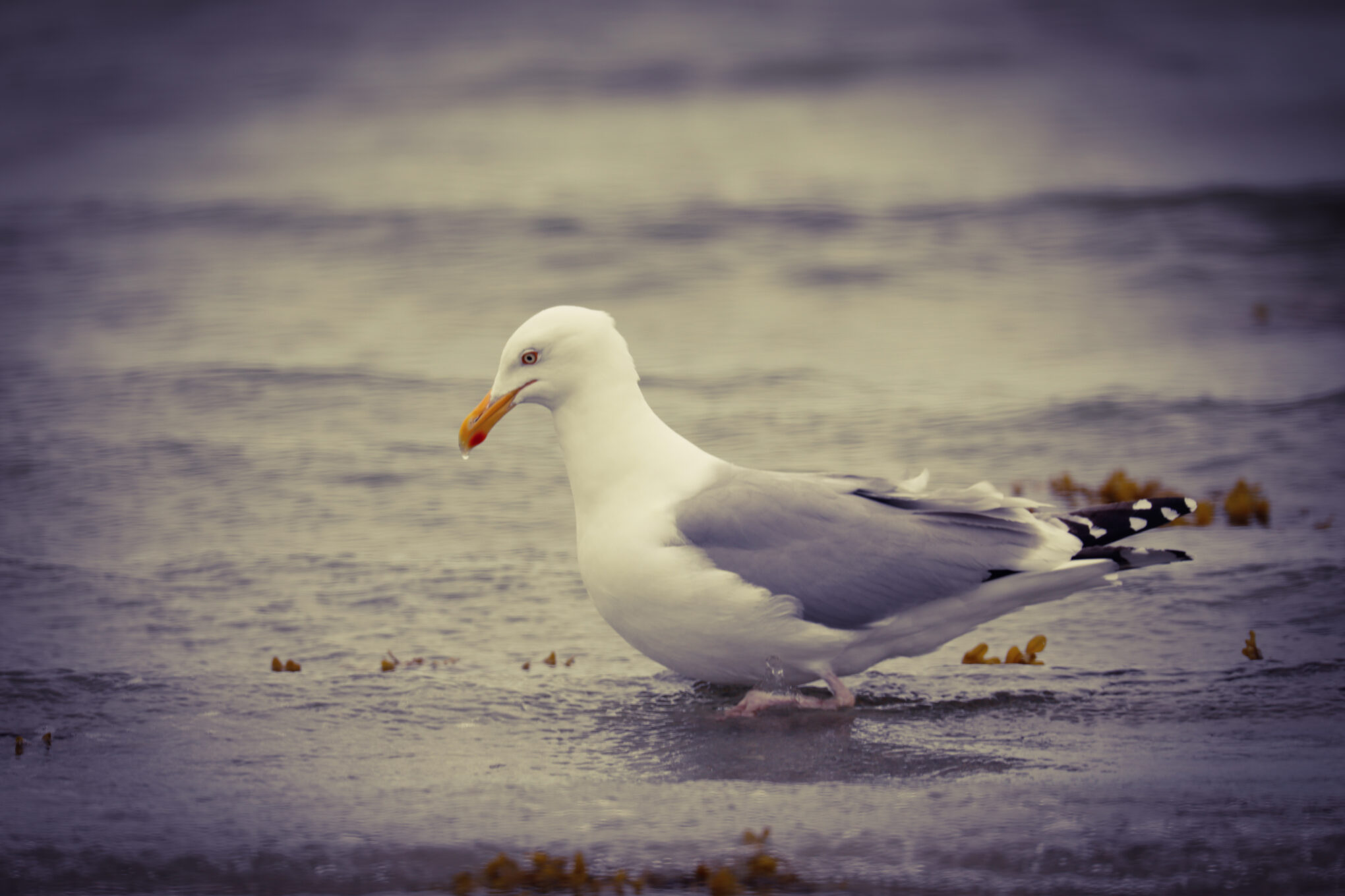 Seagull By The Ocean