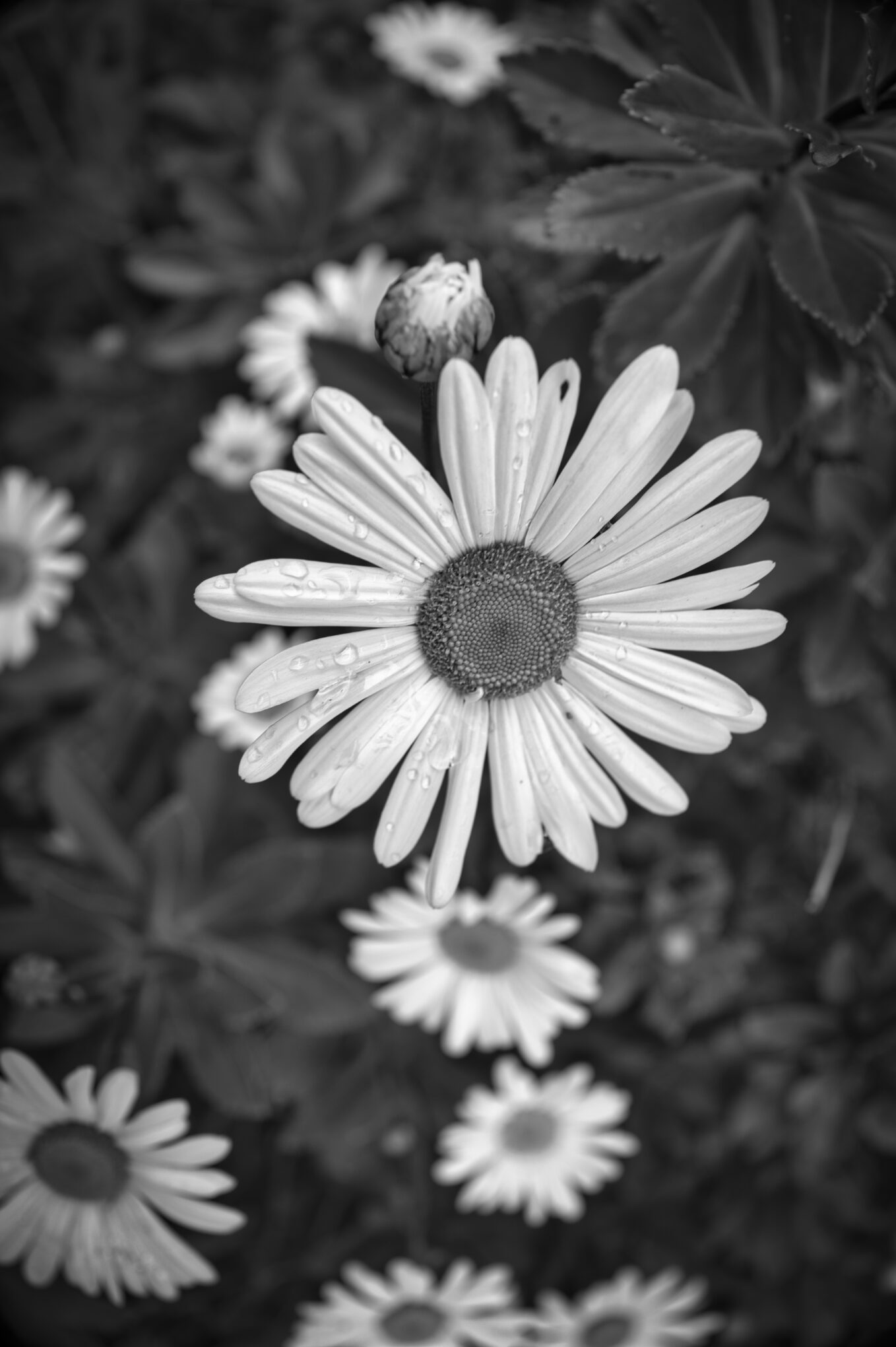 I’m Keeping Flowers In Full Bloom