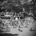 Pigeon Man 1