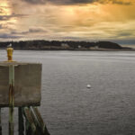 Seagull On The Horizon