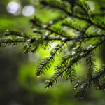 Raindrops On Pine