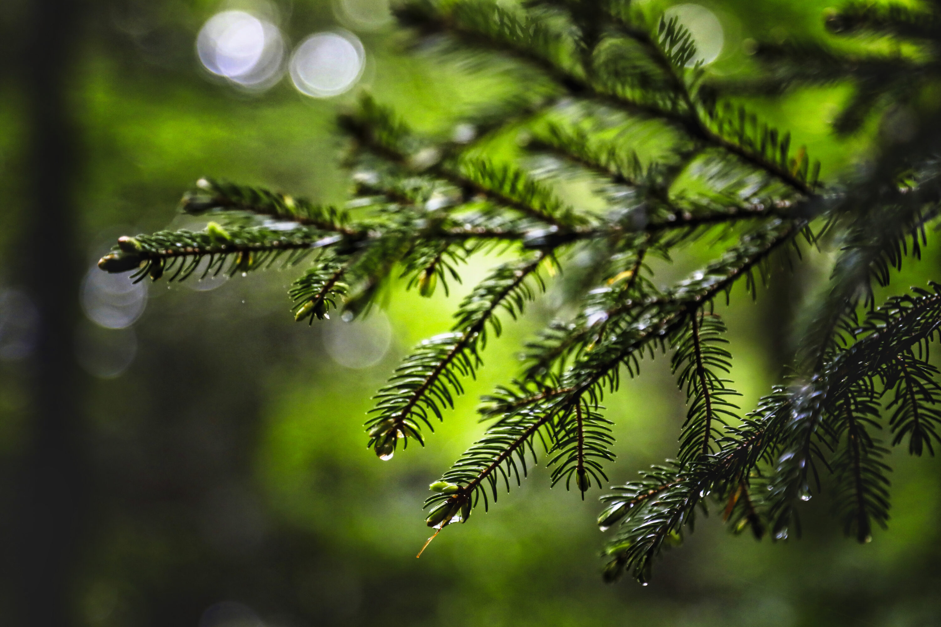 The Memory Of The Pines