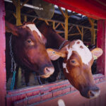 Cows At The Vermont State Fair 2025