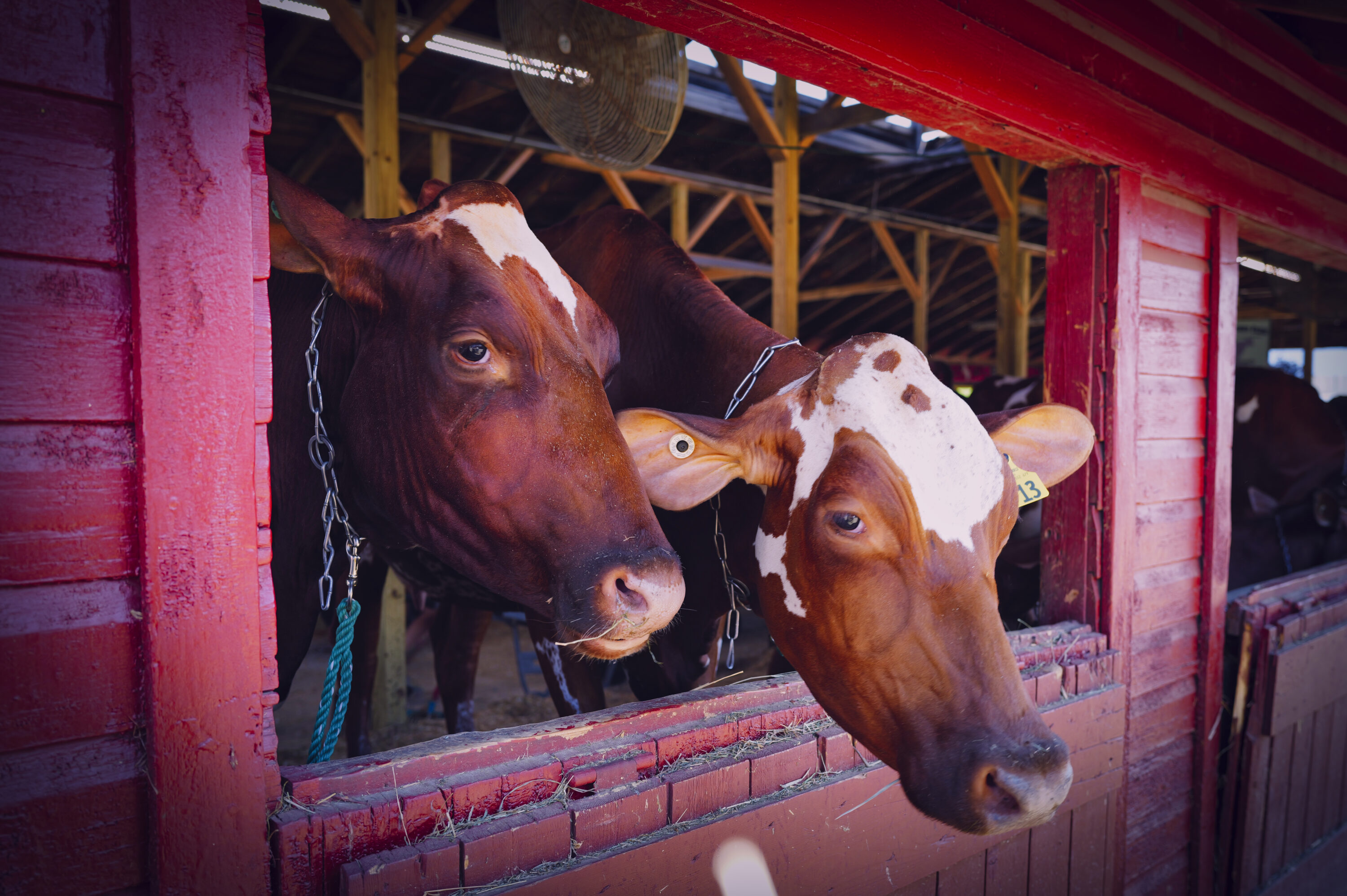 Cows At The Vermont State Fair