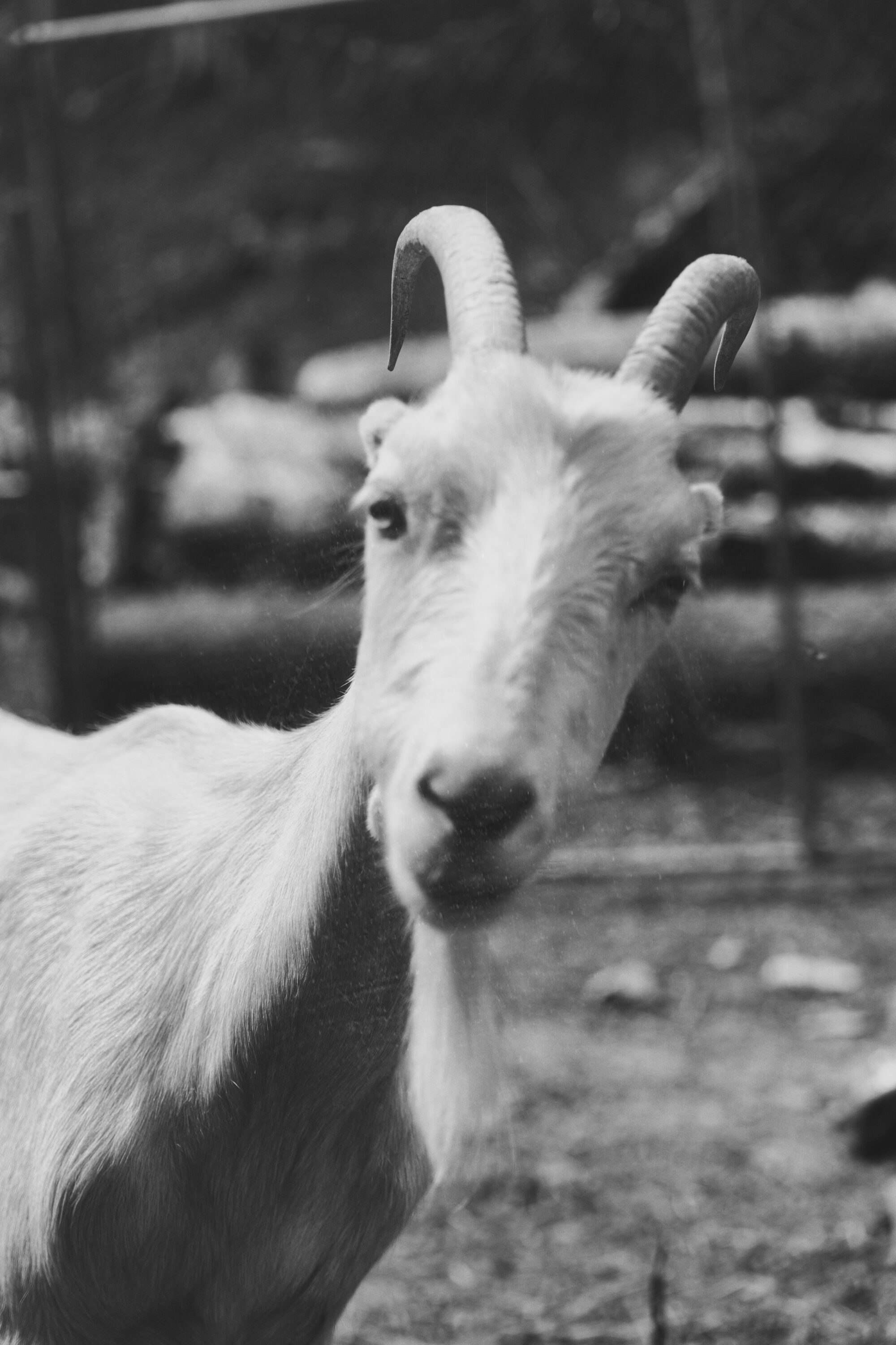 Goat Portrait