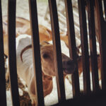 Peeking Goat