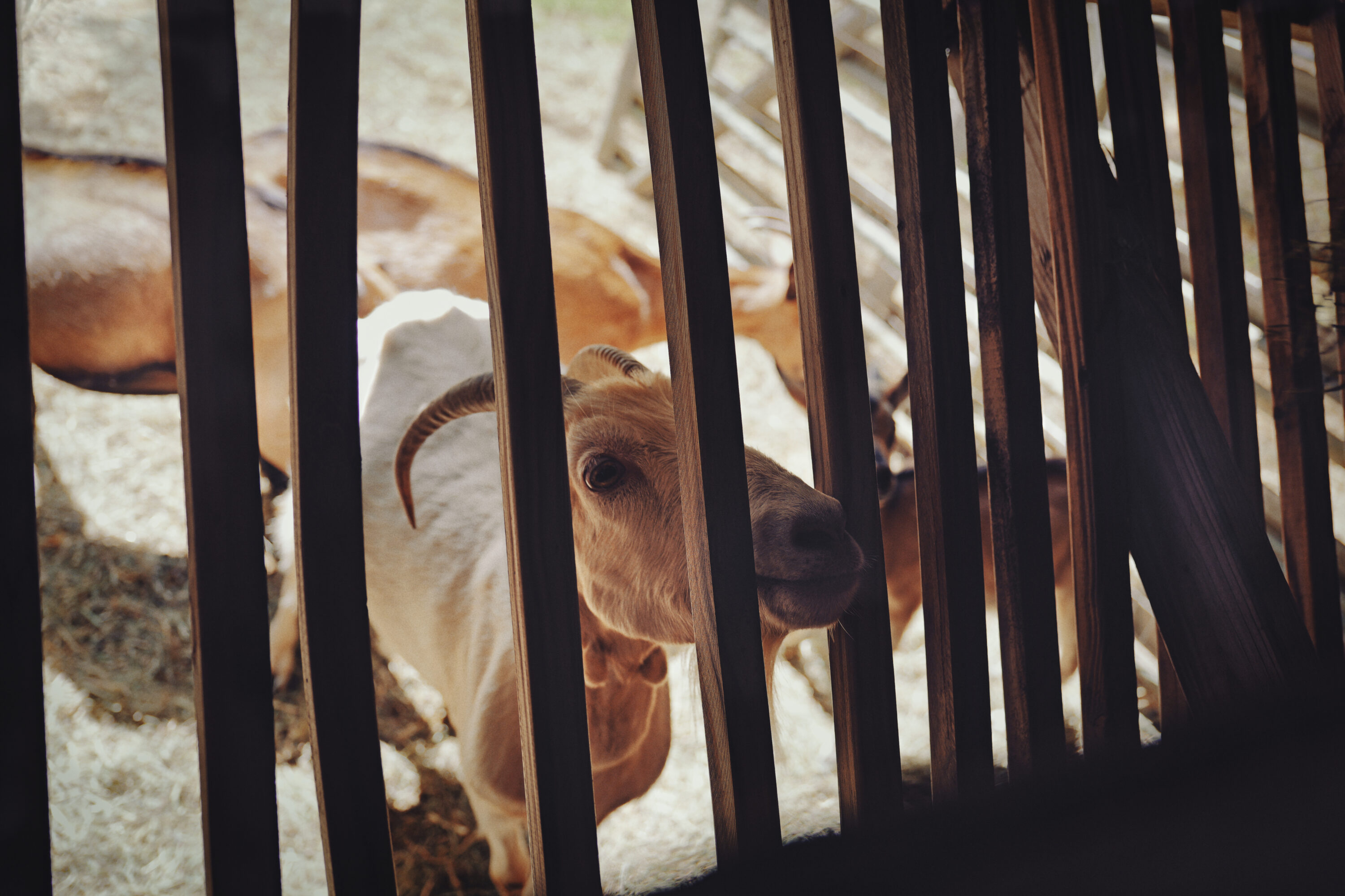 Peeking Goat